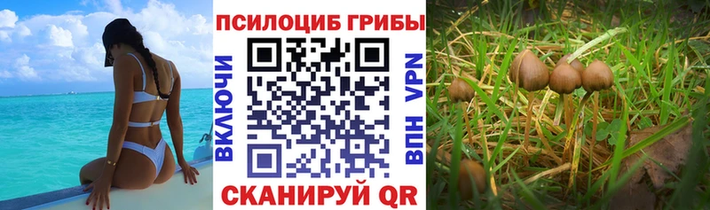 OMG зеркало  Северобайкальск  Галлюциногенные грибы мицелий 